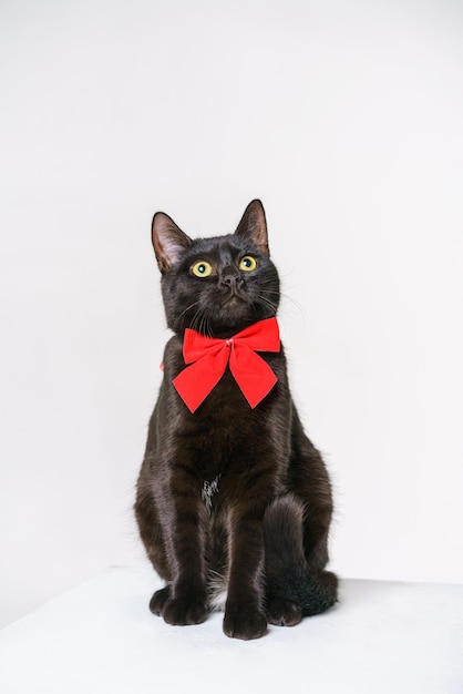 Schwarze Katze mit roter Schleife am Hals posiert im Studio auf weißem Hintergrund schöne Katze sieht mit...