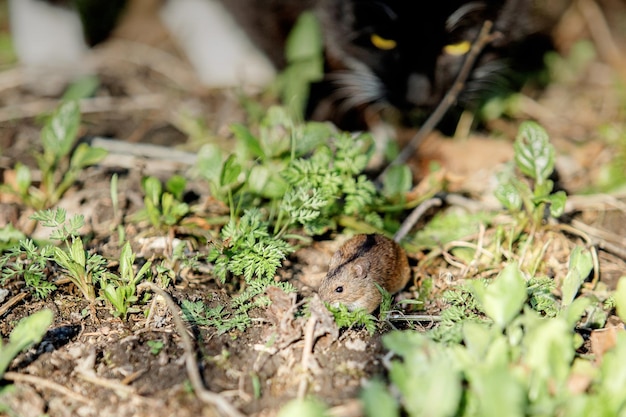 Schwarze Katze mit weißen Pfoten jagt eine Maus im Gras Fokus in der Maus