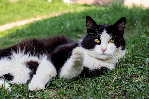 Schwarze Katze mit weißen Pfoten