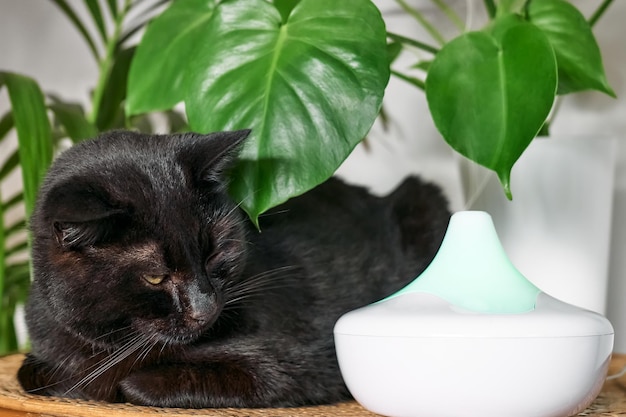 Schwarze Katze ruht im Luftbefeuchter oder Diffusor für ätherische Öle zu Hause, reinigt die Luft und verdampft Dampf in die Luft. Ultraschalltechnologie. Pflege der Gesundheit von Kinderpflanzen und Haustieren