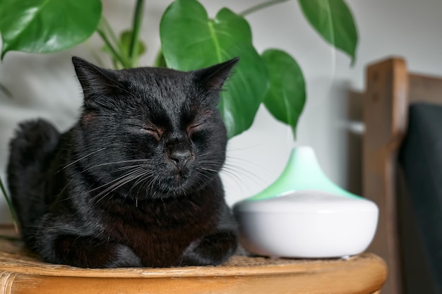 Schwarze Katze ruht im Luftbefeuchter oder Diffusor für ätherische Öle zu Hause, reinigt die Luft und verdampft Dampf in die Luft. Ultraschalltechnologie. Pflege der Gesundheit von Kinderpflanzen und Haustieren