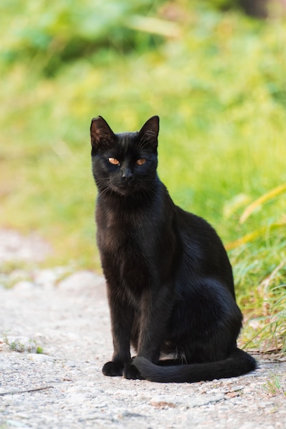 Schwarze Katze sitzt auf einem Weg zwischen Gras