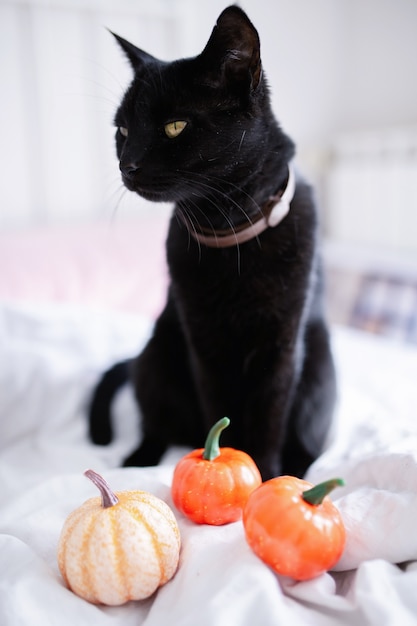 Schwarze Katze und Kürbisse auf dem Bett.