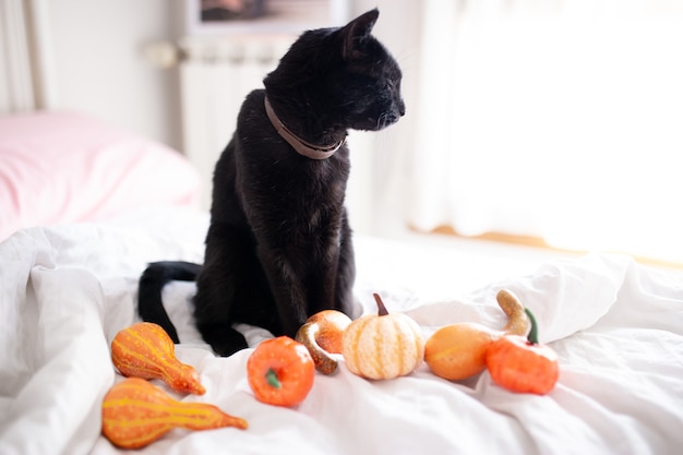 Schwarze Katze und Kürbisse auf dem Bett.