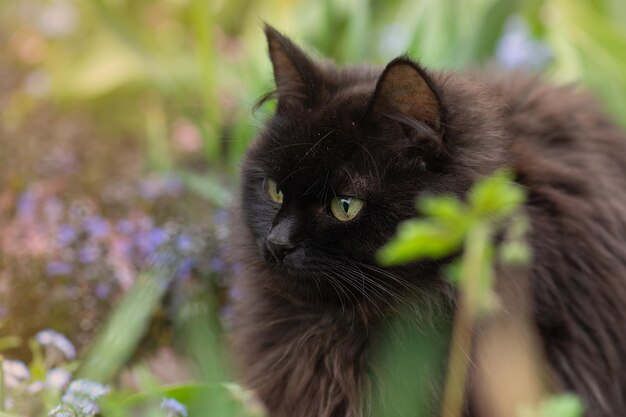 Schwarze Katze zu Fuß in bunten Blumen und grünem Bokeh im Hintergrund Schwarze schöne Katze und blühende Pflanzen im Garten Kitty Spaziergang in Sommerlandschaft