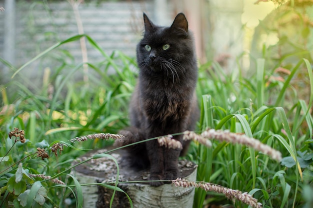 Schwarze Katze zwischen Blumen im Frühjahr. Porträt der glücklichen jungen Katze im Herbstgarten draußen. Schwarze Katze geht durch einen Blumenfleck.