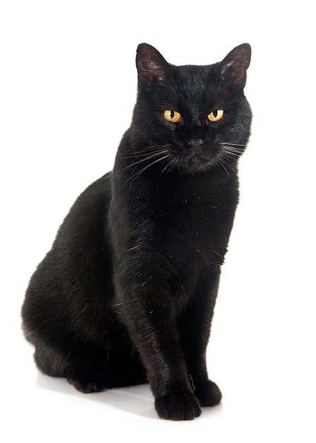 schwarze Katze