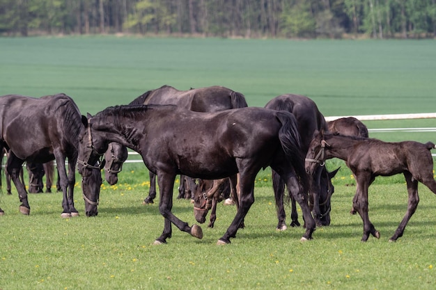 Schwarze kladrubische Pferdestute mit Fohlen