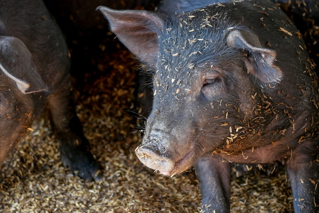 Schwarze kleine Schweine im Bauernhof