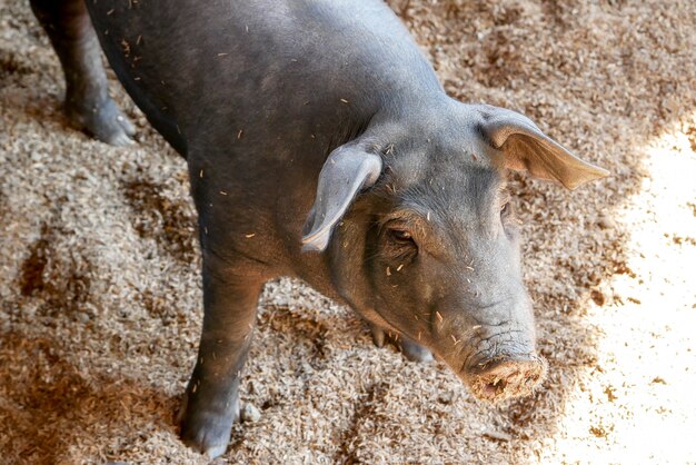 Schwarze kleine Schweine im Bauernhof