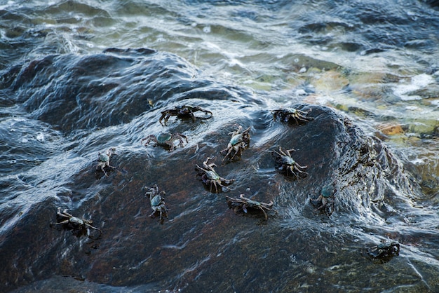 Schwarze Krabben auf dem Felsen durch Seeufer.