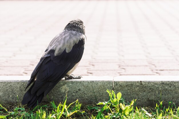 Schwarze Krähe geht auf Grenze nahe grauem Bürgersteig auf grünem Gras mit Kopienraum. Rabe auf dem Bürgersteig. Wilder Vogel auf Asphalt. Raubtier der Stadtfauna. Gefieder des Vogels ist nah oben.