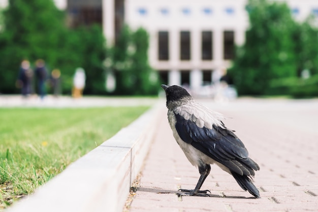 Schwarze Krähe geht auf Grenze nahe grauem Bürgersteig auf Stadtgebäude im bokeh mit copyspace. Rabe auf Pflasterung nahe grünem Gras. Wilder Vogel auf Asphaltabschluß oben. Raubtier der Stadt.