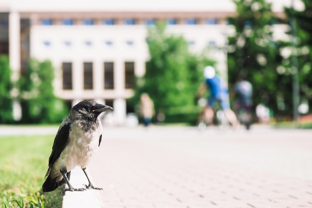 Schwarze Krähe geht auf Grenze nahe grauem Bürgersteig