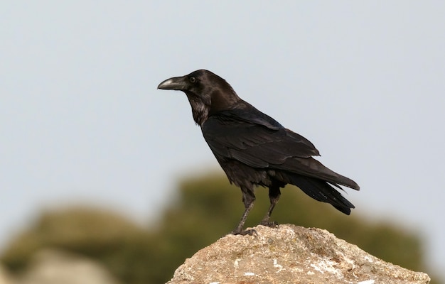 Schwarze Krähe umgeben von gelben Blumen