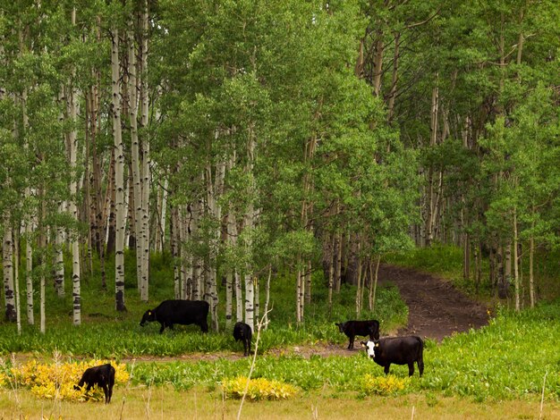 Schwarze Kühe grasen auf dem Waldboden in Kebler Pass, Colorado.