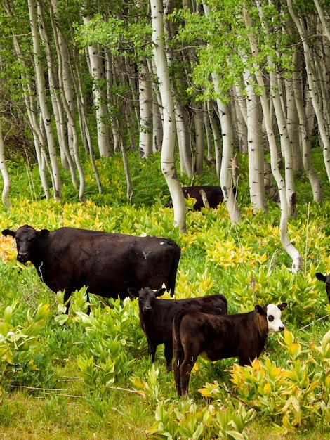 Schwarze Kühe grasen auf dem Waldboden in Kebler Pass, Colorado.