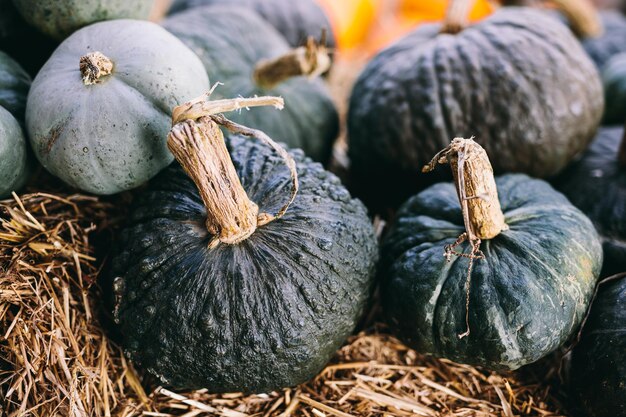 Schwarze Kürbisse liegen auf Heu Halloween und Thanksgiving