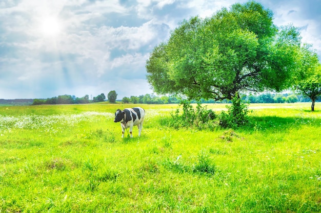 Schwarze Kuh auf der grünen Wiese mit großem Baum und Sonnenlicht. Ländliche Landschaft
