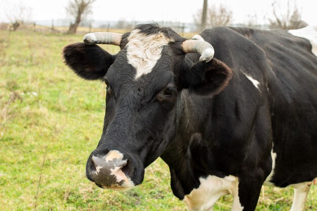 Schwarze Kuh weiden lassen