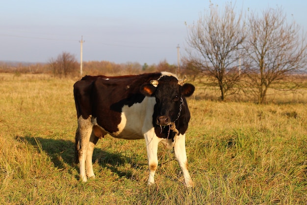 Schwarze Kuh wird am Abend gefangen