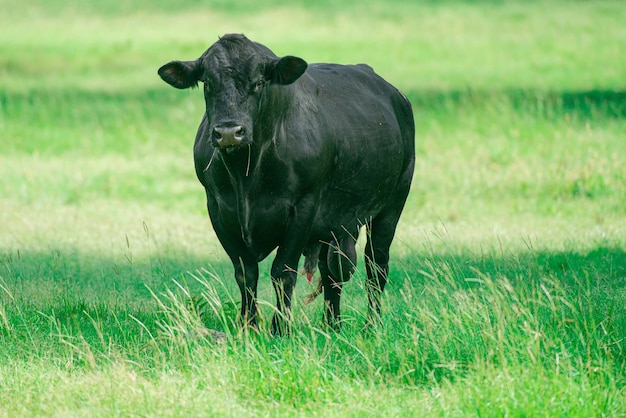 Schwarze Kuhfarm Ranch Angus und Hereford Rinderbulle in Spanien auf der grünen Wiese