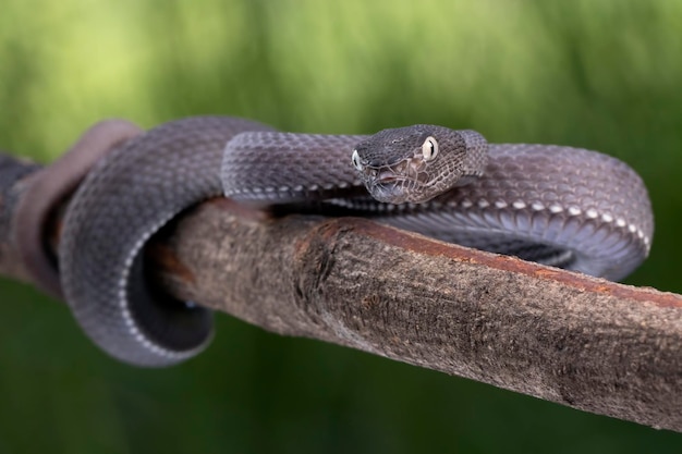 Schwarze Mangrovengrube Viper Nahaufnahme auf Ast