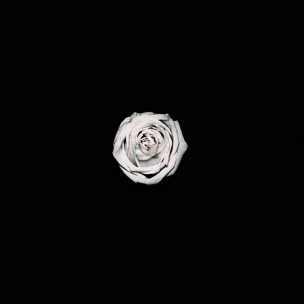 Schwarze Minimalismus-Kunst. Weiße Rose.