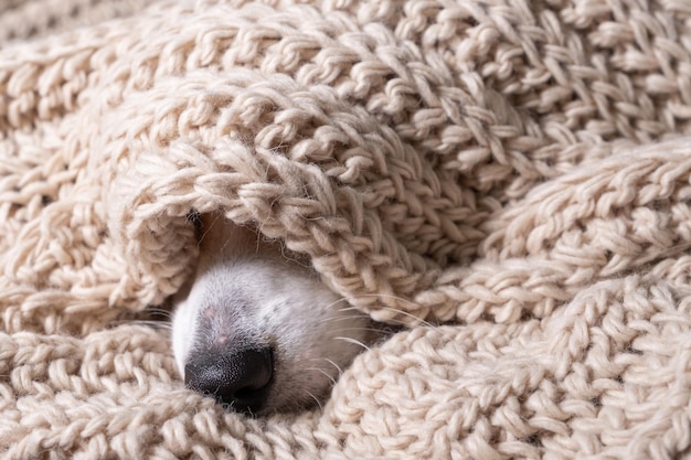 Schwarze Nase des Hundes bedeckt mit grauem Stoffschal