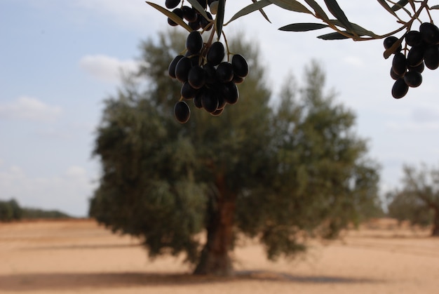 Schwarze Oliven und ein Baum im Hintergrund