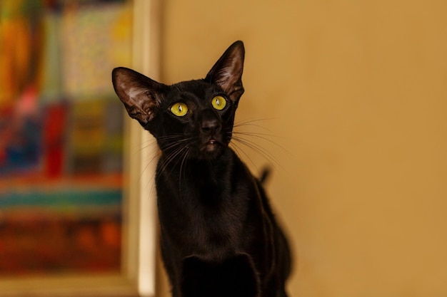 Schwarze orientalische Katze auf dem Hintergrund einer gelben Wand.