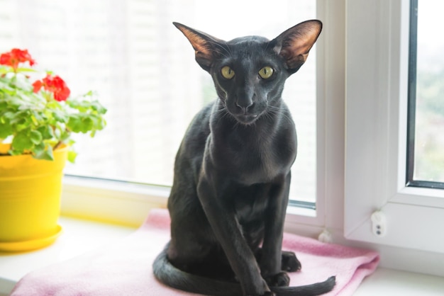 Schwarze orientalische Katze auf der Fensterbank