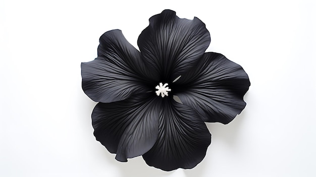 Schwarze Petunie isoliert auf weißem Hintergrund Schwarze Petunienblüte