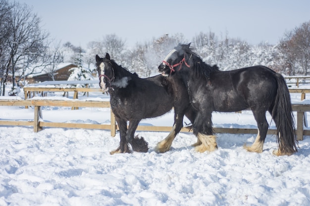 Foto schwarze pferde im winter