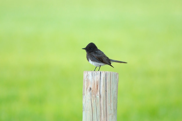 Schwarze Phoebe im Frühling