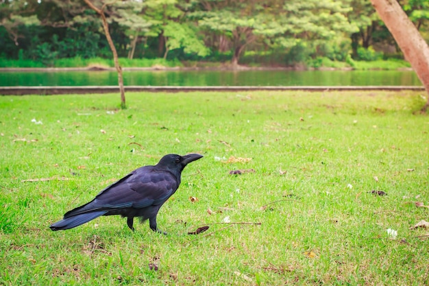 Schwarze Rabenkrähe (Corvus corone).