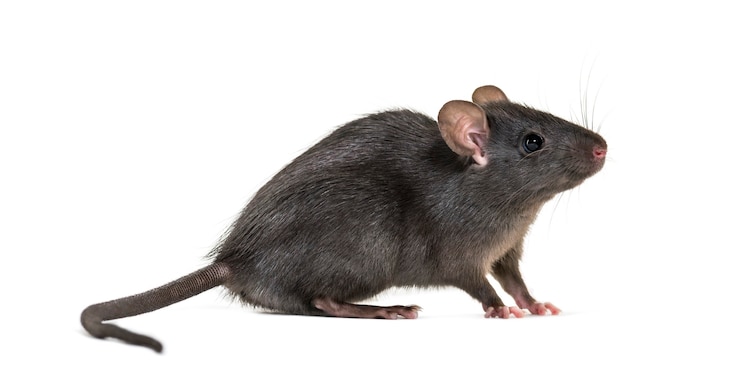 Foto schwarze ratte, rattus rattus, vor weiß