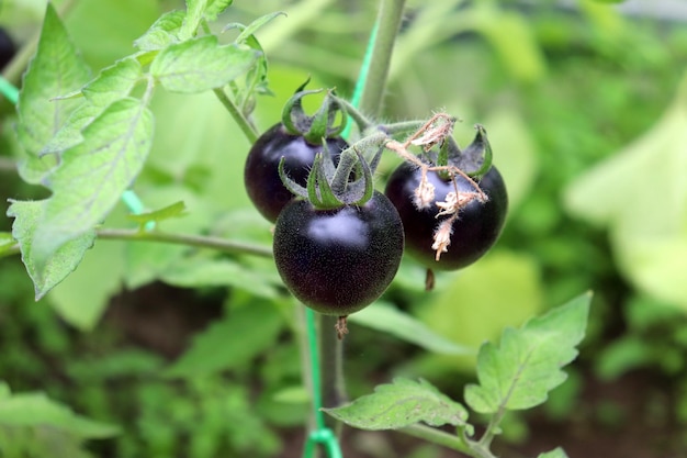 Schwarze reife Tomaten auf einem Busch in einem Gewächshaus Ernte horizontale Foto Nahaufnahme