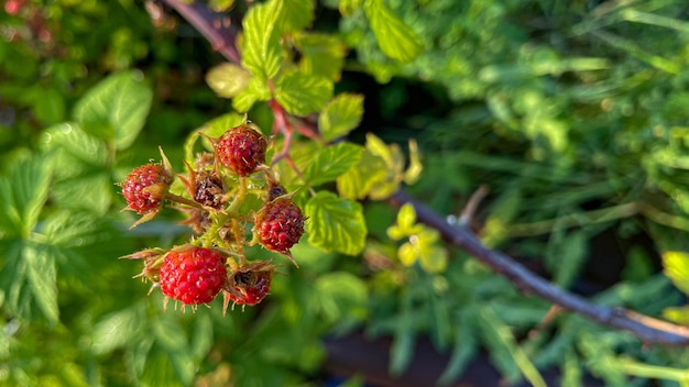 Schwarze reife und rote reifende Brombeeren auf grünem Blatthintergrund