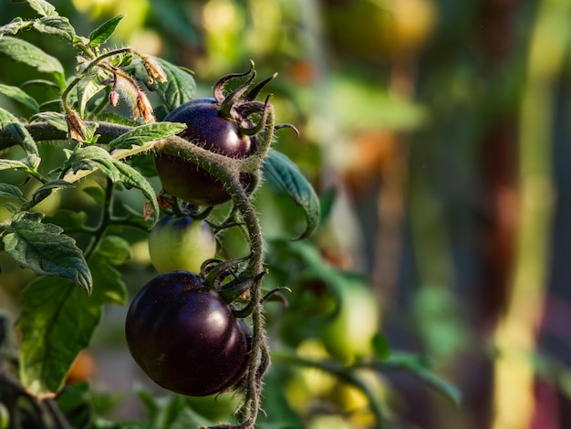 schwarze reifende Tomaten in einem Gemüsegarten in einem Gewächshaus