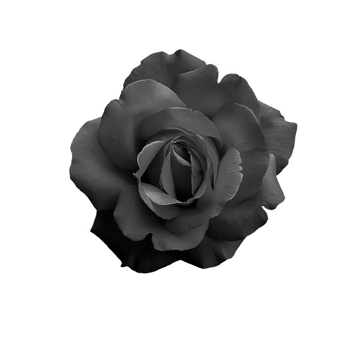 Schwarze Rose