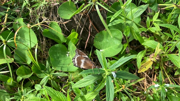 Schwarze Schmetterlinge mit weißen und blauen Mustern sitzen auf den Blättern und fliegen