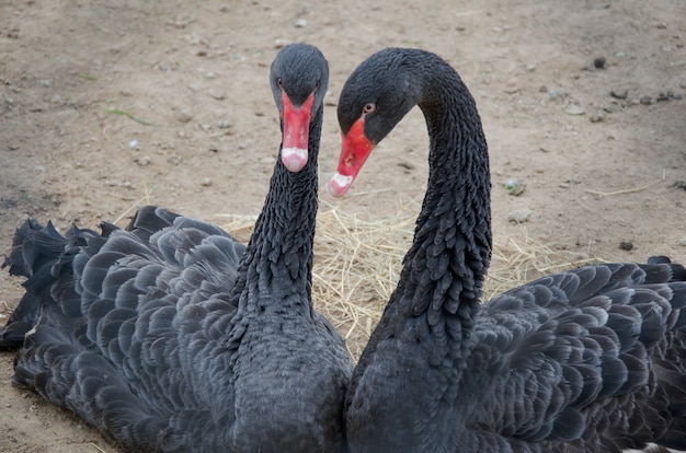 Schwarze Schwäne an Land sind immer zusammen