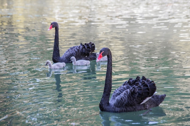 Schwarze Schwäne schwimmen mit ihren Jungen im See.