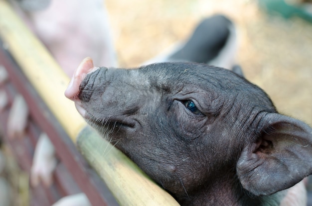 Foto schwarze schweine