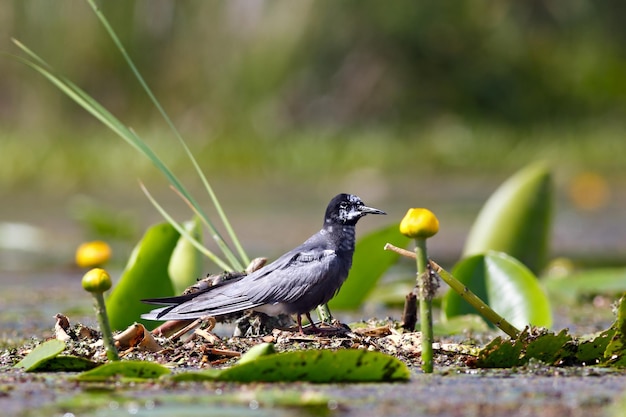 Schwarze Seeschwalbe, die auf der Wasservegetation des Sees sitzt.