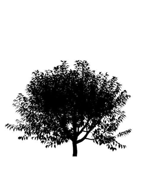 Schwarze Silhouette eines Laubbaums auf weißem Hintergrund