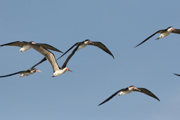 Foto schwarze skimmer, die in den himmel fliegen