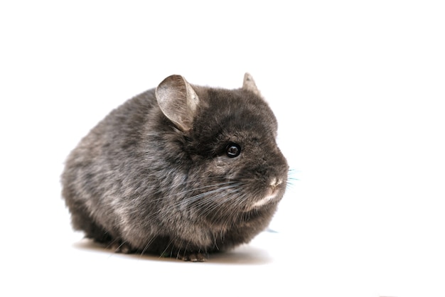 Schwarze süße Chinchilla an einer weißen Wand