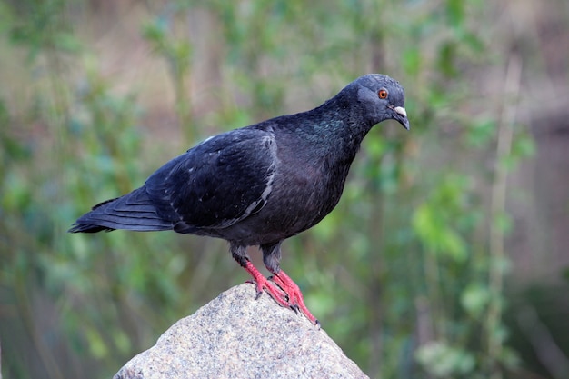 schwarze Taube auf einem Felsen im Freien